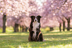 sitting Australian Shepherd