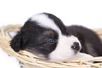 Australian Shepherd Puppy in a basket