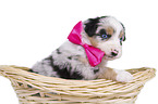 Australian Shepherd Puppy in a basket