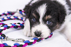 Australian Shepherd Puppy