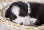 Australian Shepherd Puppy in a basket