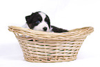 Australian Shepherd Puppy in a basket