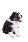 sitting Australian Shepherd Puppy