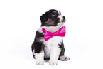 sitting Australian Shepherd Puppy