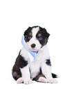 sitting Australian Shepherd Puppy