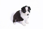 sitting Australian Shepherd Puppy