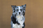 Australian Shepherd portrait