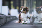 lying Australian Shepherd