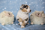 Australian Shepherd Puppy