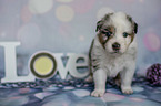 Australian Shepherd Puppy