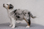 standing Australian Shepherd Puppy