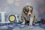 sitting Australian Shepherd Puppy