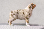 standing Australian Shepherd Puppy