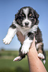 human with Australian Shepherd Puppy