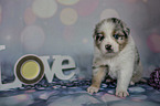 sitting Australian Shepherd Puppy