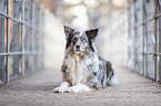 lying Australian Shepherd