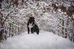 Australian Shepherd in the snow