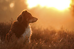 Australian Shepherd