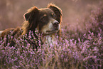 Australian Shepherd portrait