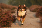 running Australian Shepherd