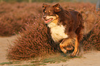 running Australian Shepherd