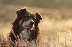 Australian Shepherd portrait