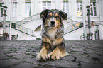 lying Australian Shepherd