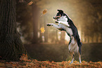 jumping Australian Shepherd