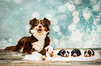 Australian Shepherd Puppies