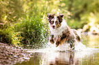 running Australian Shepherd