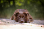 lying Australian Shepherd