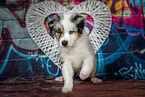 Australian Shepherd Puppy