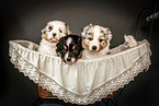 Australian Shepherd Puppies