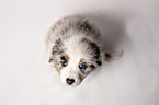 Australian Shepherd Puppy