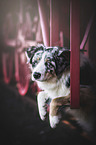 young Australian Shepherd