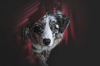 young Australian Shepherd