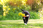 running Australian Shepherd Puppy