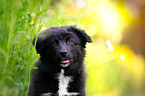 Australian Shepherd Puppy portrait