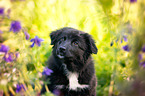 Australian Shepherd Puppy portrait