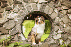 sitting Australian Shepherd