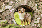 Australian Shepherd