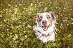 sitting Australian Shepherd