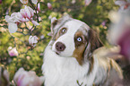 Australian Shepherd Portrait