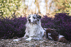 lying Australian Shepherd