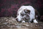 lying Australian Shepherd