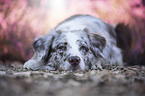 lying Australian Shepherd