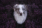 Australian Shepherd Portrait