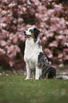 sitting Australian Shepherd