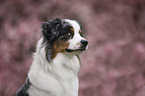 Australian Shepherd Portrait