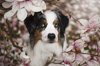 Australian Shepherd Portrait